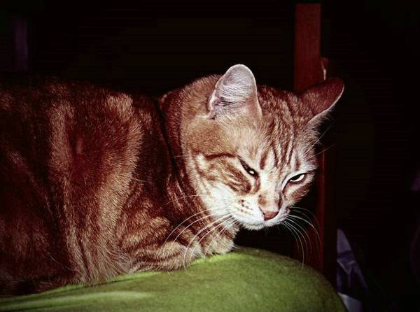 公猫绝育后结痂要撕掉嘛