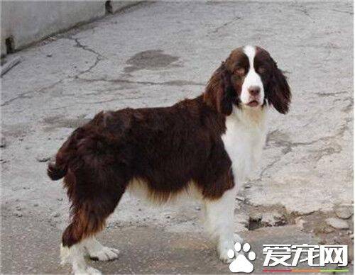 史宾格犬是猎犬吗 是许多现今陆地猎犬的祖先