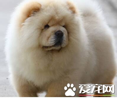 松狮犬原产地 松狮犬的原产地在中国