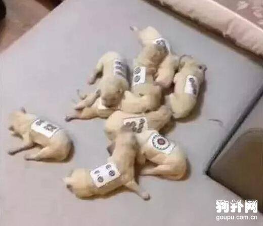 狗狗产下九胞胎，为区分它们，主人想出了一个绝妙的方法