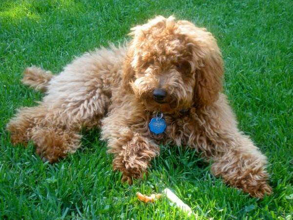 泰迪能吃黄瓜吗