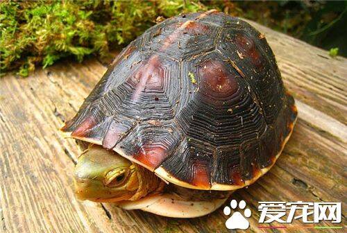 红面蛋龟怎么养 红面蛋龟的饲养注意事项