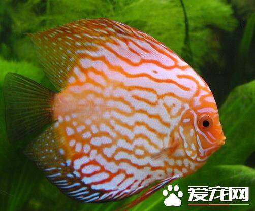 什么热带鱼寿命长 红宝石的自然寿命比较长