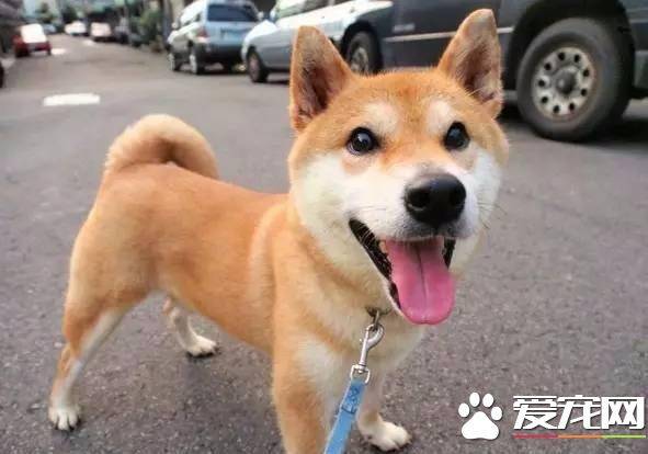 柴犬脸上有胡子可以拔了么  这个冷知识你可能不知道