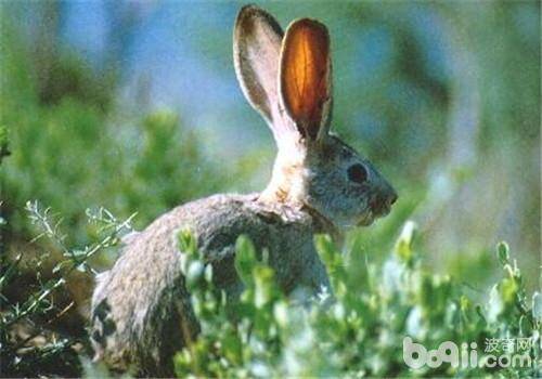 有害气体和粉尘对兔兔的影响