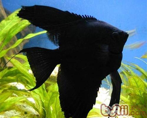 黑神仙鱼的外形特点