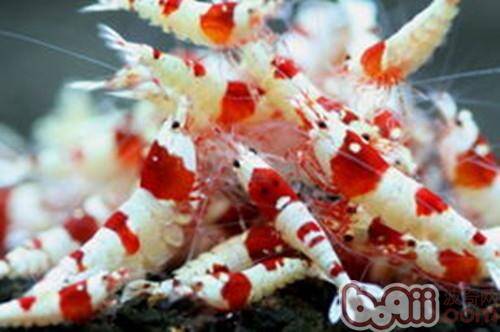 水晶虾抱卵该如何处理