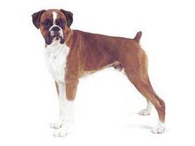 拳师的训练方法-  拳师犬的性格