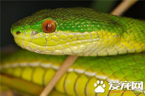 翠青蛇多大 翠青蛇成蛇体长为80到110厘米