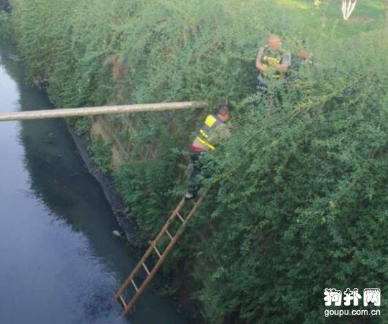 小狗掉落水塘，众人出力救助！