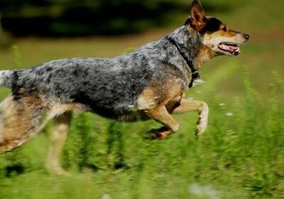 澳洲牧牛犬的形态特征 能在恶劣环境下工作