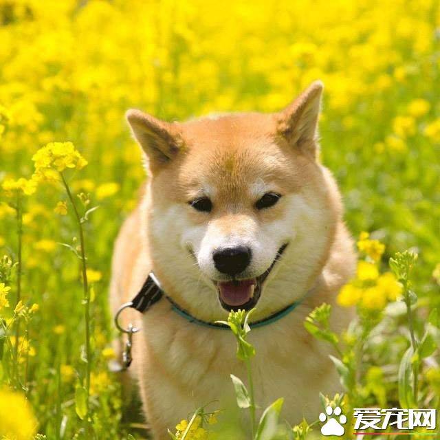 为什么养柴犬的人多了 原因主要有以下几个