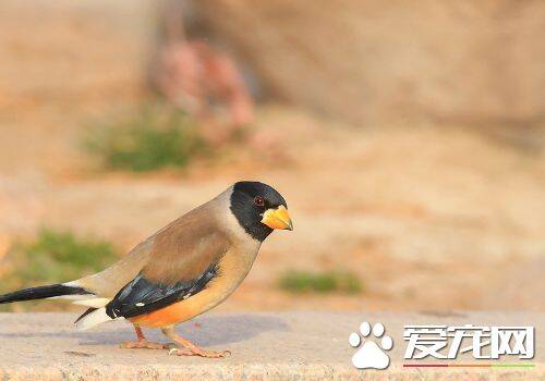 蜡嘴雀驯养 每天需要喂少量青菜和苹果