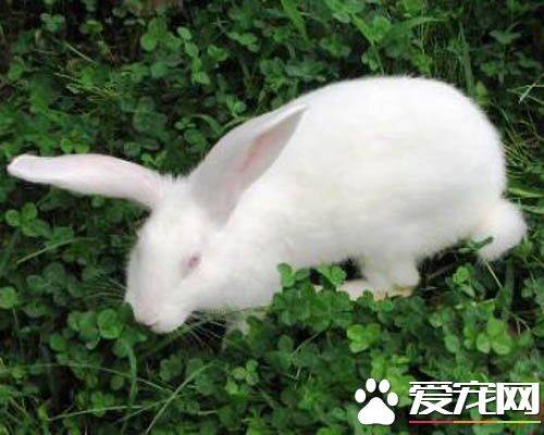 大耳白兔寿命 大耳白兔的寿命在10年左右