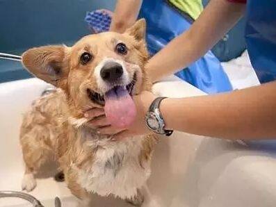 狗狗害怕洗澡怎么办？怎么让狗狗习惯洗澡