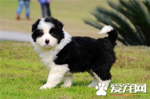 边境牧羊犬特性 边境牧羊犬的个性特征