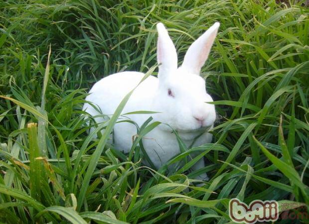 兔兔吃的蔬菜清洗与保存方法