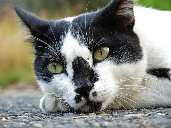 猫有眼屎怎么回事