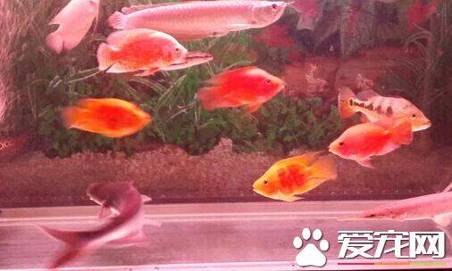 红尾招财鱼吃什么 它的饮食注意事项
