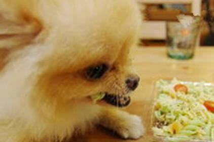 综合考量测试狗狗智商,桌子测试法帮狗测智商