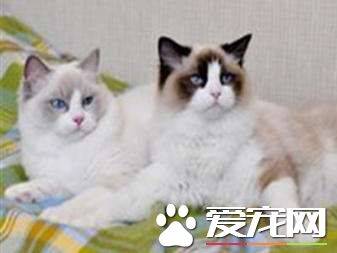 成年布偶猫吃什么好 布偶猫吃这些食物最好