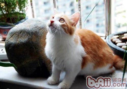 土耳其安哥拉猫的性格特点