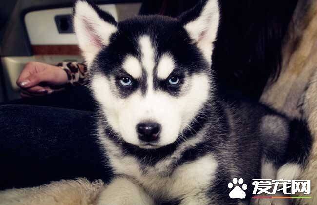 哈士奇幼犬价格 哈士奇幼犬怎么挑选