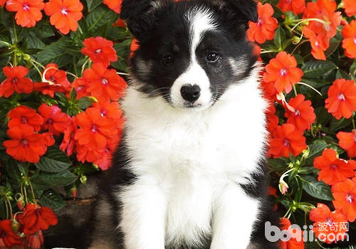 如何预防犬牙周炎