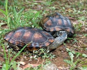 中华草龟幼龟怎么养 不能长期喂食龟粮