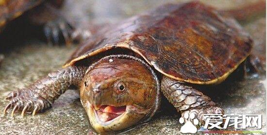 鹰嘴龟的寿命有多长 如何饲养鹰嘴龟更好