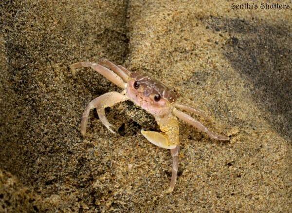 螃蟹是胎生还是卵生