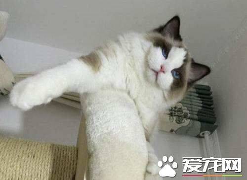 布偶猫会咬人吗该怎么办 布偶猫咬人这招方法最好