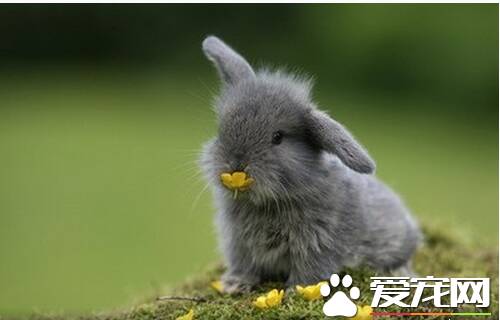 怎么养兔子宠物 四种正确用具可减少兔子生病