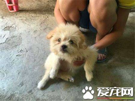 贵宾犬和泰迪哪个好 都是两种比较名贵的狗狗