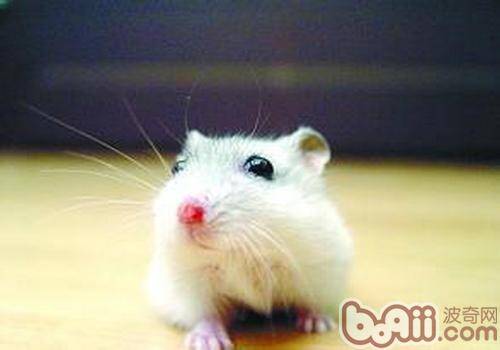 如何判断一只加卡利亚仓鼠是否健康