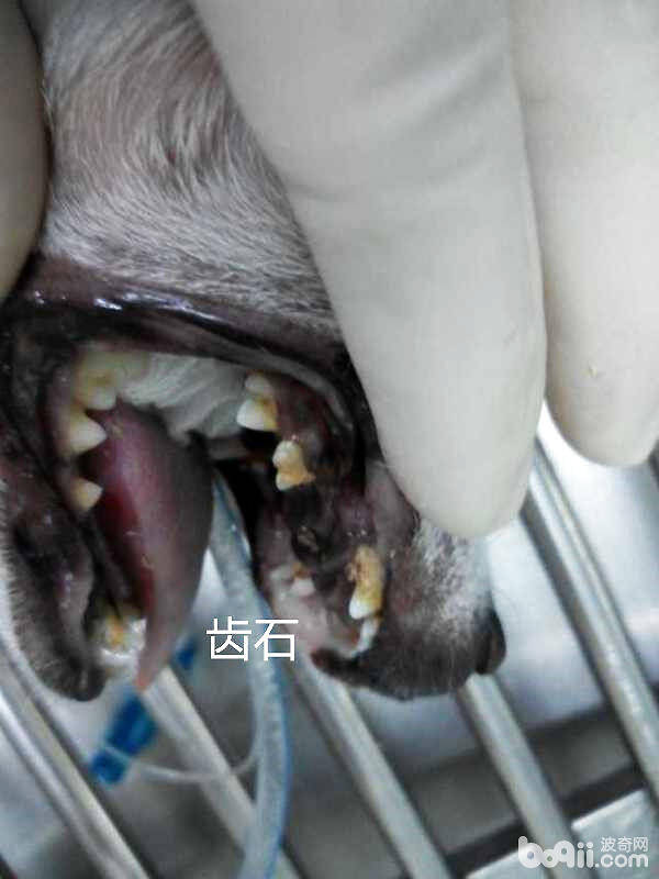 犬常见的外科内科疾病（二）