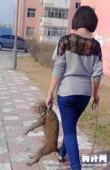 狗狗耍赖不起，看看大神们都是怎么做的