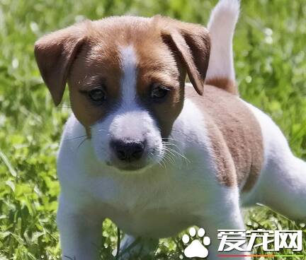 杰克罗素梗犬缺点 杰克罗素梗犬容易兴奋