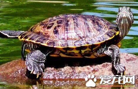 巴西红耳龟会淹死吗 巴西龟是一种半水性乌龟