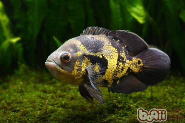 水族箱滴流盒降噪的方法