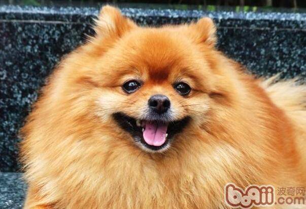 有关狗与狗之间输血的资料