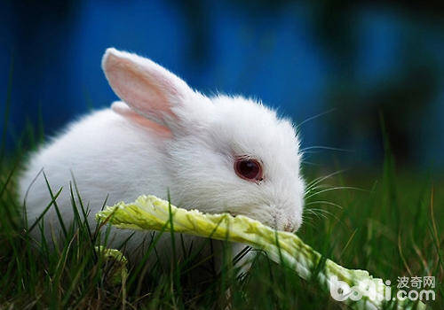 喂食兔子蔬菜要注意什么问题