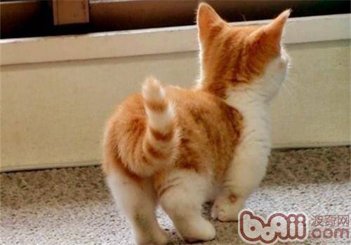 猫咪的小尾巴有大作用