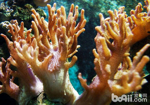 水族箱中的珊瑚是怎么繁殖的？