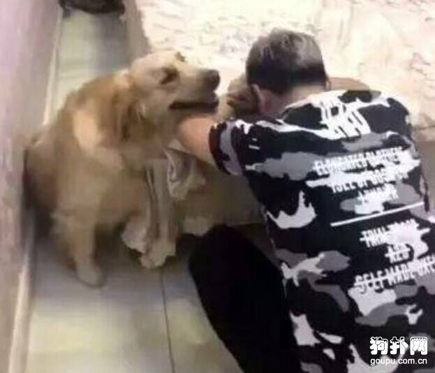 主人”失恋”，狗狗好心安慰却被捉弄，心疼狗狗！