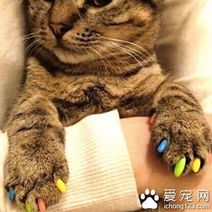 猫指甲套 它是由天然乙烯基树脂制造