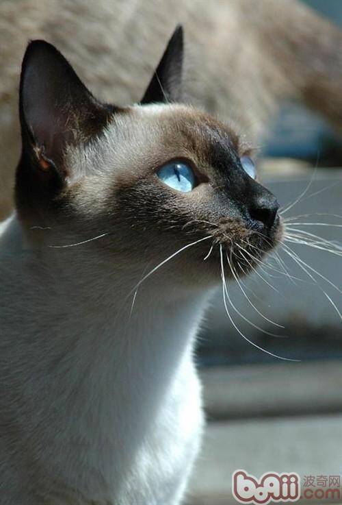 暹罗猫最老的猫种介绍