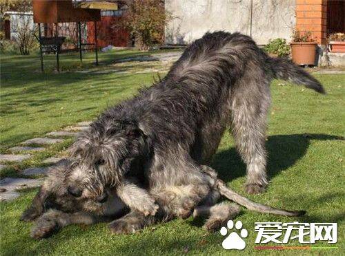 爱尔兰猎狼犬护主吗 是优秀的守门犬