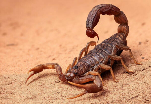 野生蝎子吃什么食物