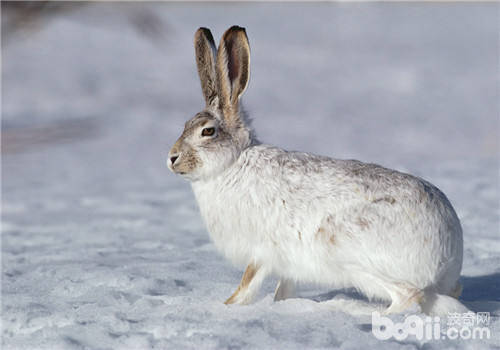 冬季如何养出健康兔兔